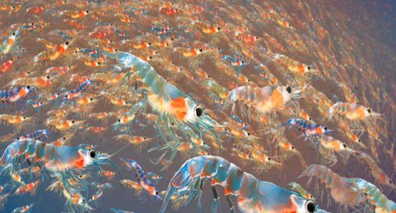 世界最大的无主之地,世界上最大的一片无土地区域