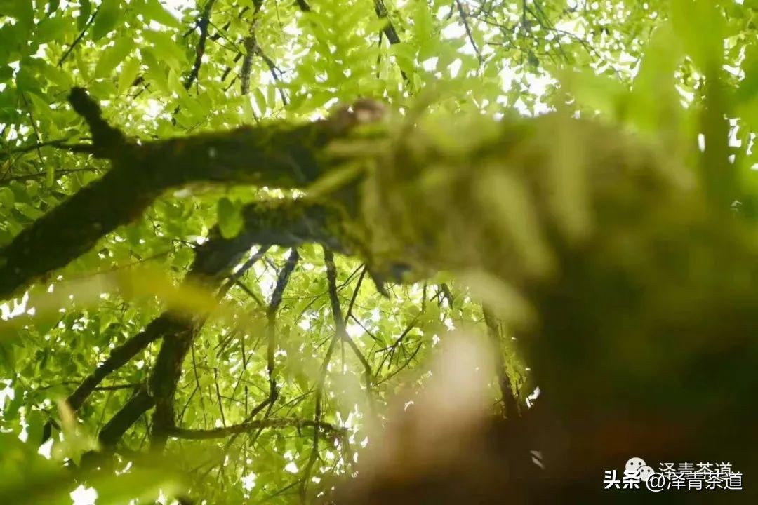 为什么茶树的南比北多,茶树生长的原因有哪些