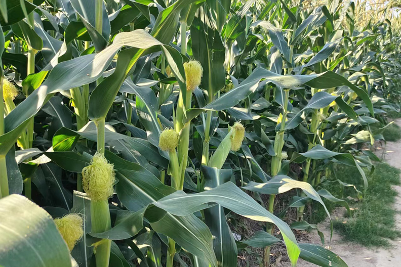 处暑出太阳好还是下雨好民间谚语,处暑谚语预测今年年景
