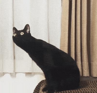 猫界的二哈是哪种猫,被大多数网友称为猫中二哈