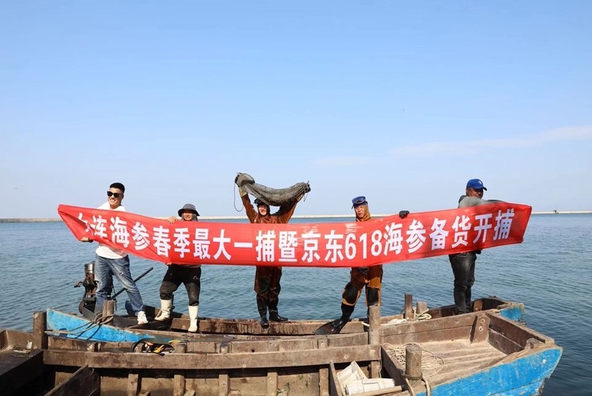 大连现捕海参价格,人工收获海参潜水员下水收获海参