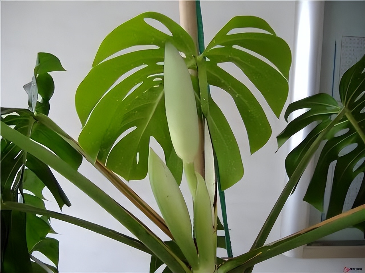 养花达人必备的44个养花绝技,8个实用的养花小技巧