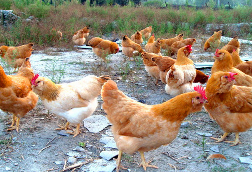 鸡为什么会拉白稀粪怎么治,鸡群拉稀的主要原因及防治方法