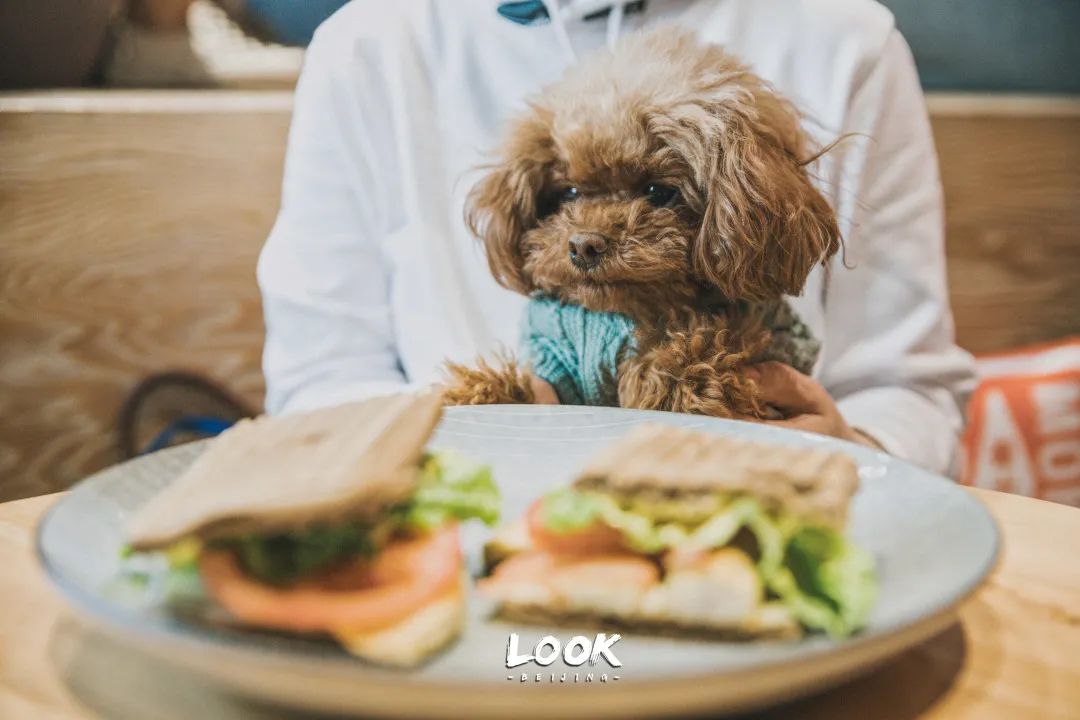 北京哪里有宠物店铺,宠物友好商城北京