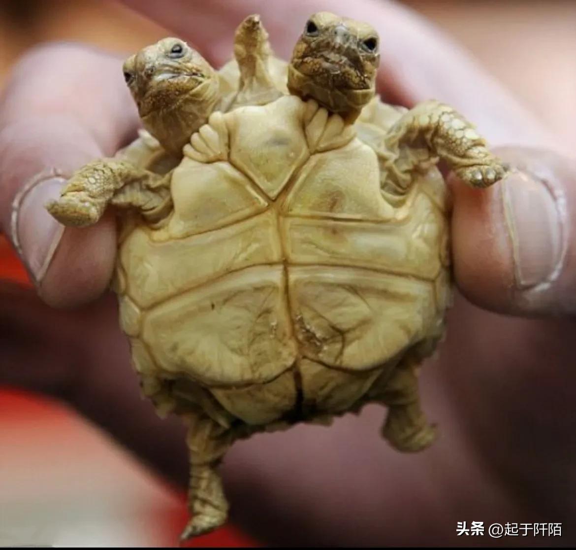 东欧唯一发达国家斯洛文尼亚,走进斯洛文尼亚