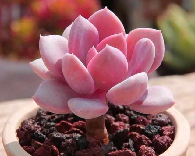 十二卷多肉的品种图鉴,100种多肉植物图片大全