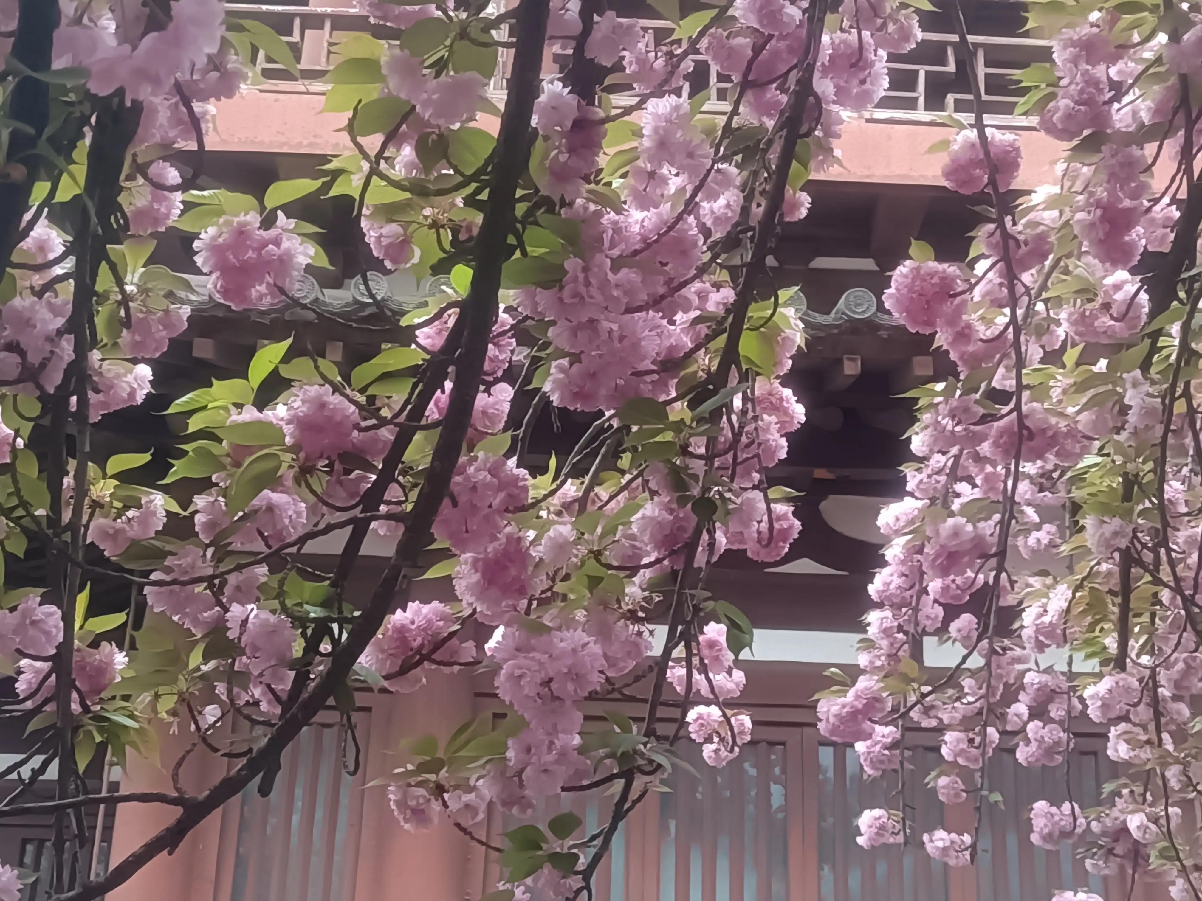 樱花枝头花争艳,西安青龙寺牡丹樱花娇艳盛开