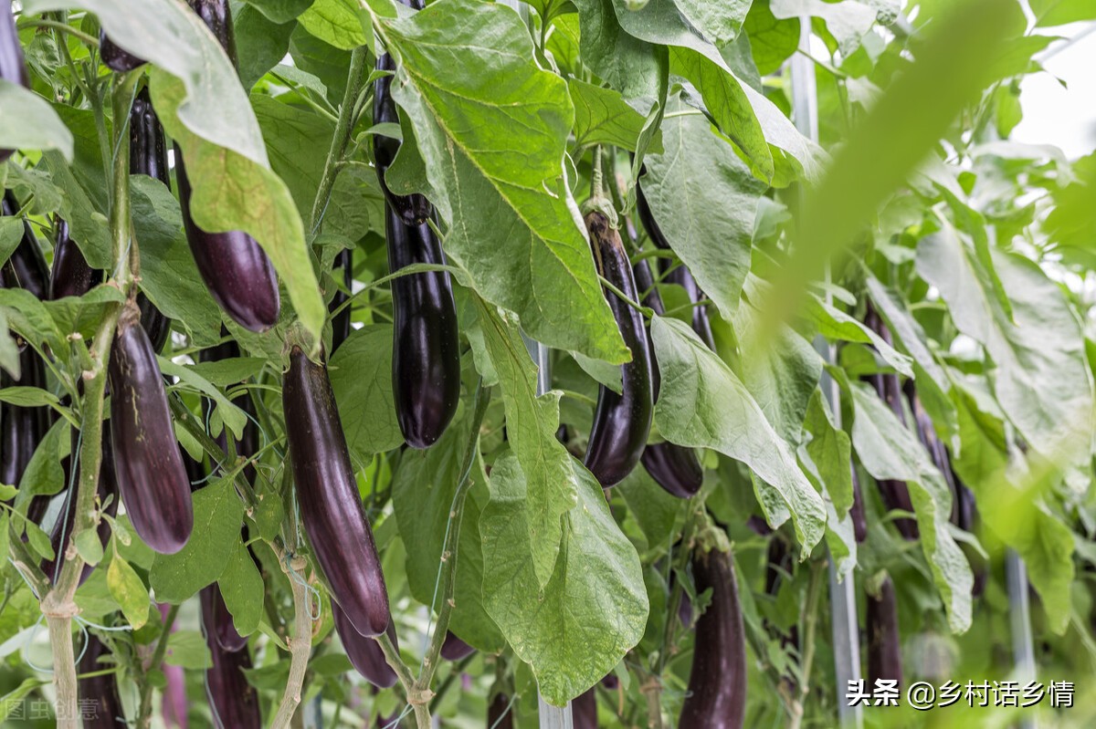 防治茄子瓢虫土方法,露地茄子如何防治七星瓢虫