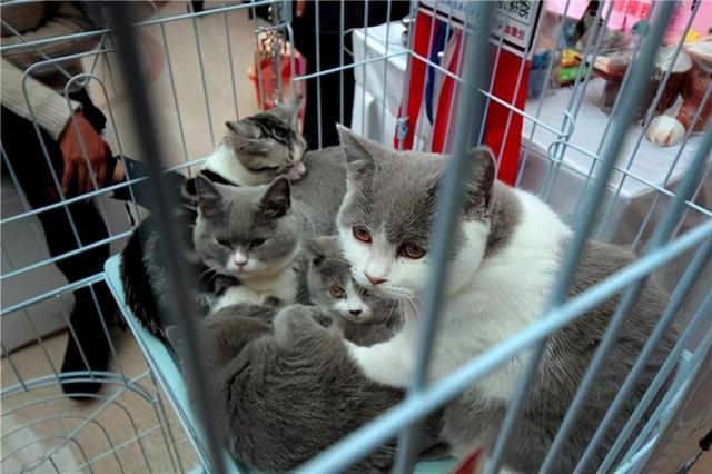 英短猫多少钱一只银渐层,英短猫多少钱一只邢台