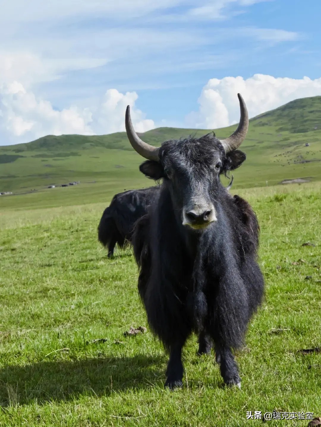 半夜搜山发现怪异生物,大鲵神秘生物