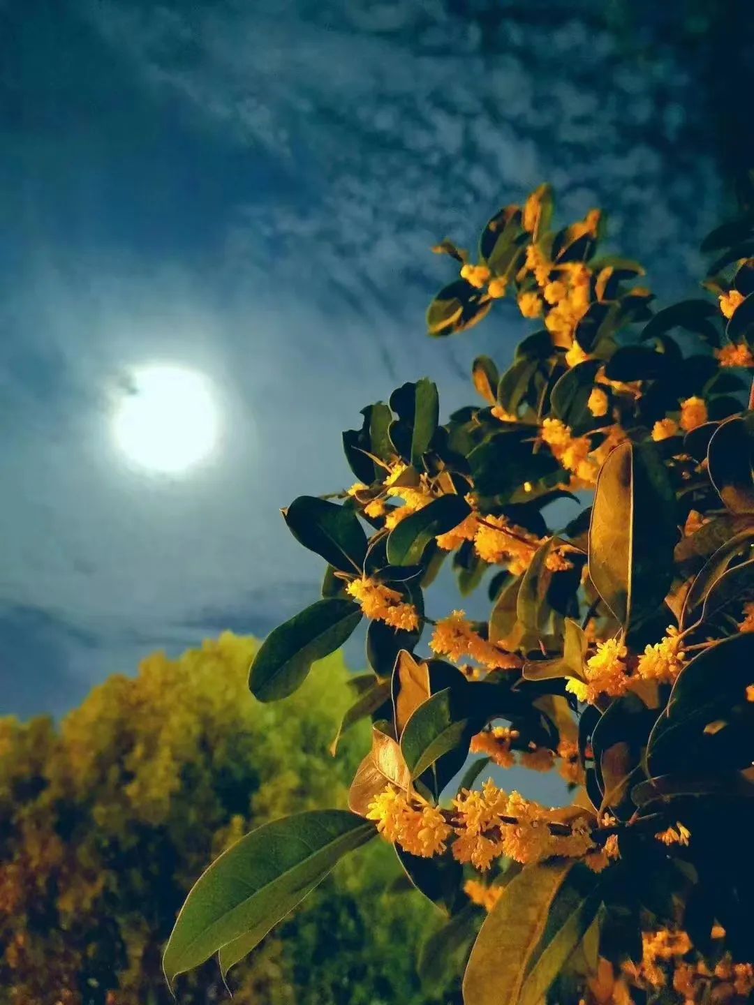 中秋诗词四首全文,中秋节诗词赏析5首