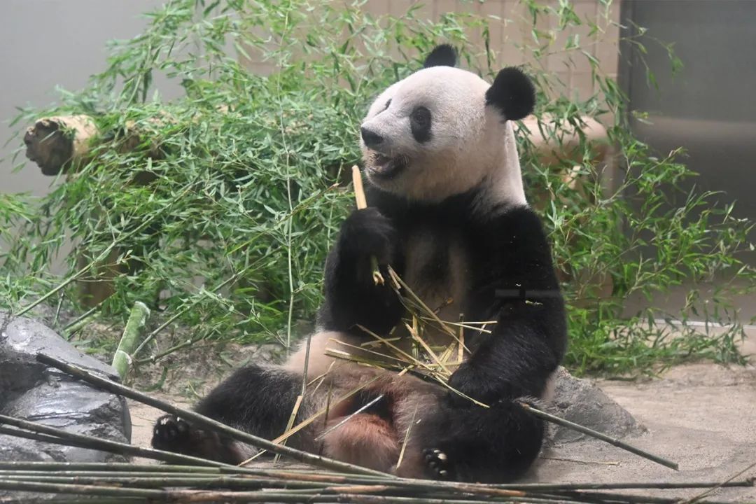 大熊猫香香将启程回国,大熊猫香香最后一天在日本见游客