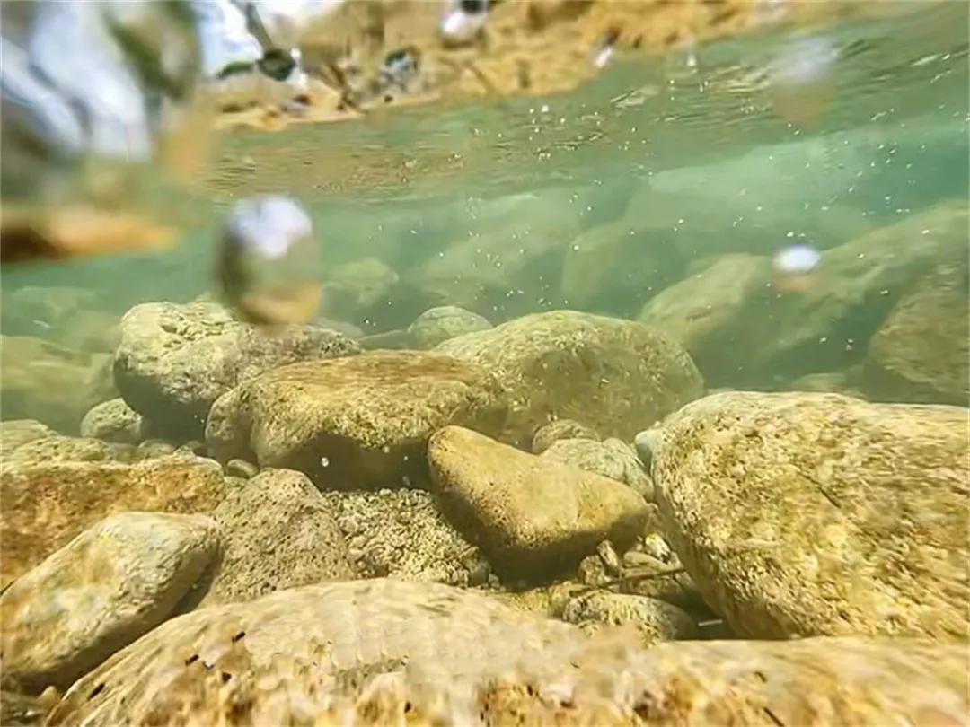 广州从化赏荷花胜地,从化草埔荷花