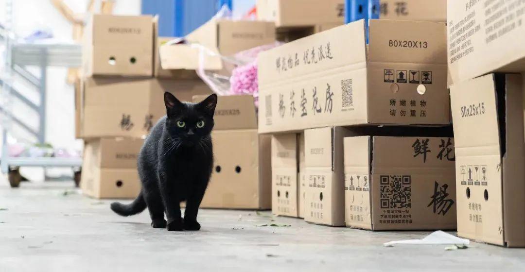 从小白到文艺花商，这个一米八大汉成为昆明斗南最懂花的主播