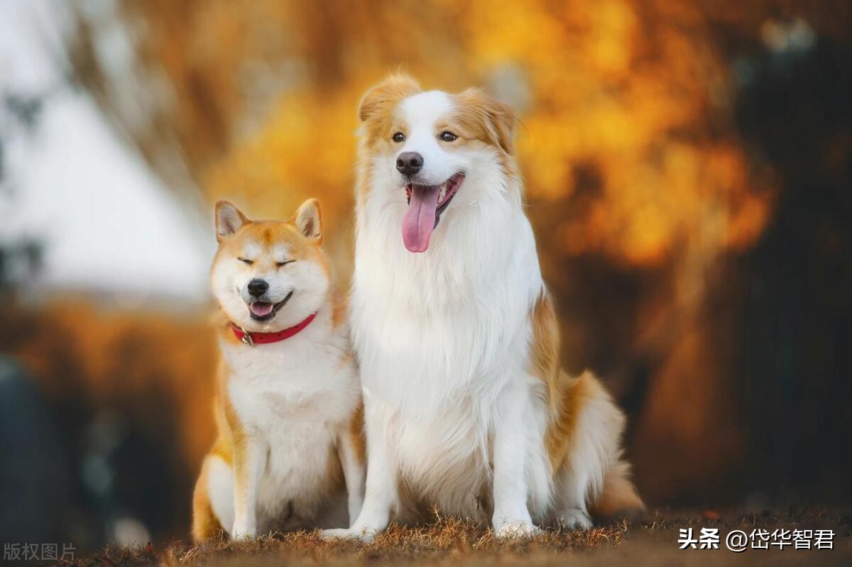 中宠食品股份股票行情,宠物概念股一览中宠股份