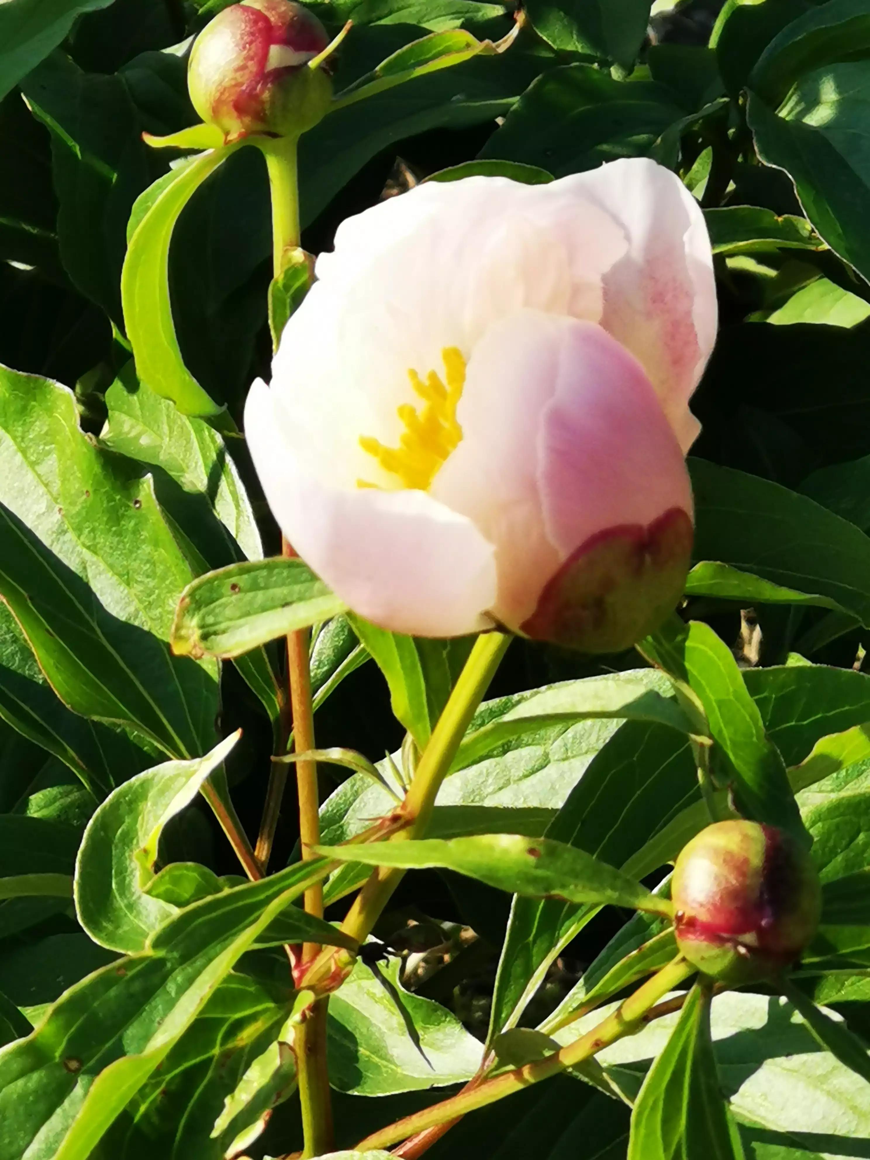 我的业余爱好介绍,我的业余爱好英语