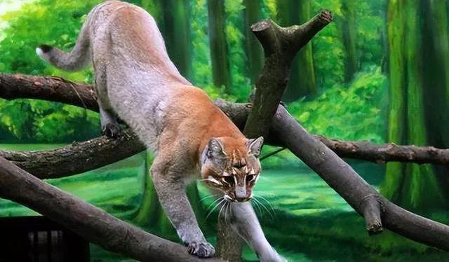 山彪的样子图片,山彪真实照片