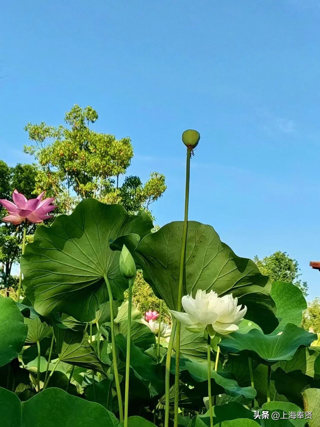 夏日赏荷好去处,奉贤哪里可以赏荷花