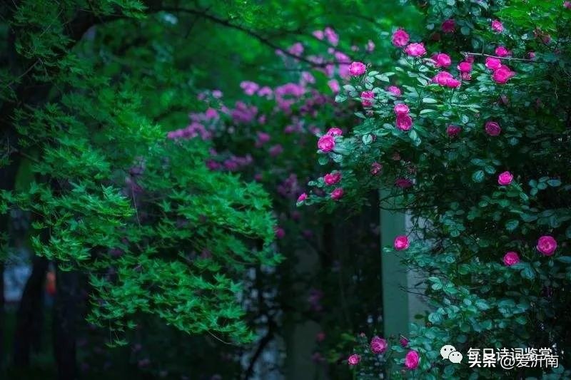 夏日最美的十首唐诗,唐诗三百首中最美的一首诗