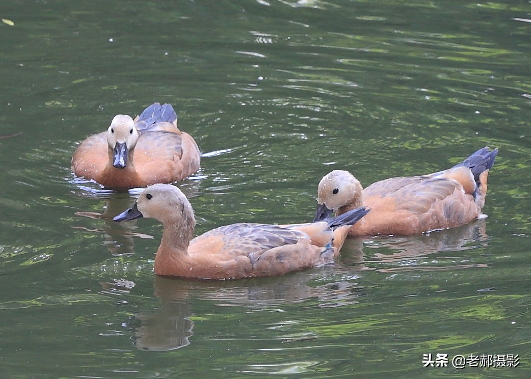 黄色野生鸭子,赤褐麻鸭的图片
