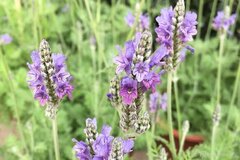 世界十大悲伤全部花语,花语代表悲伤的花有哪些