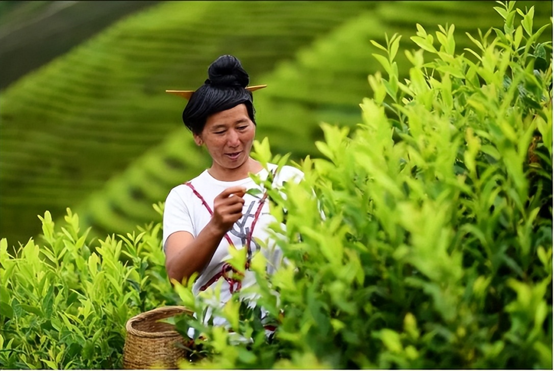 丹寨高山云雾茶,丹寨茶园