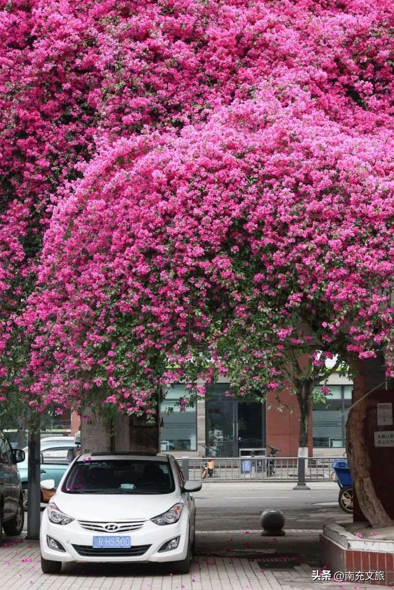 当南充美景遇上“多巴胺”这就是想象中夏天的样子！