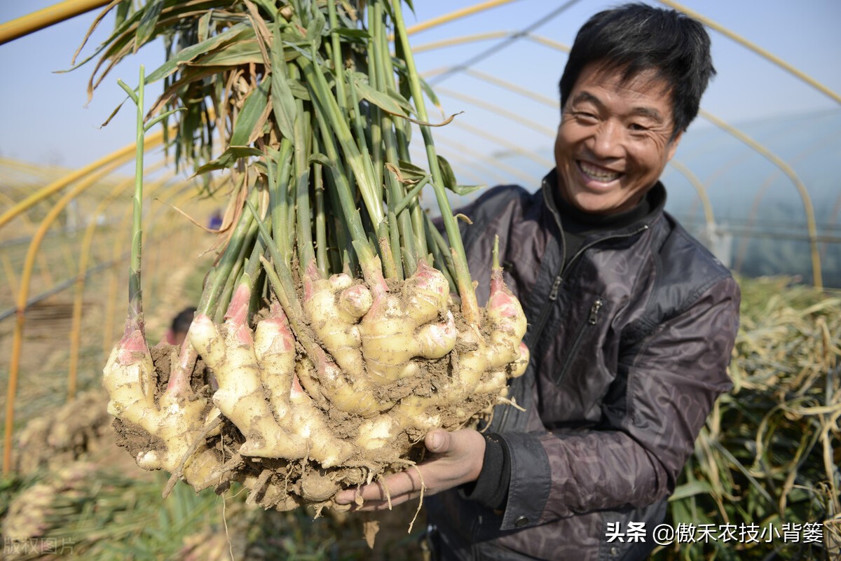 大姜的种植和管理技术资料,大姜种植新方法新规模