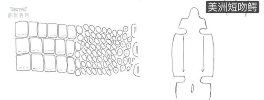 鳄鱼皮表带双面的好还是单面的好,你所不知道的鳄鱼皮表带