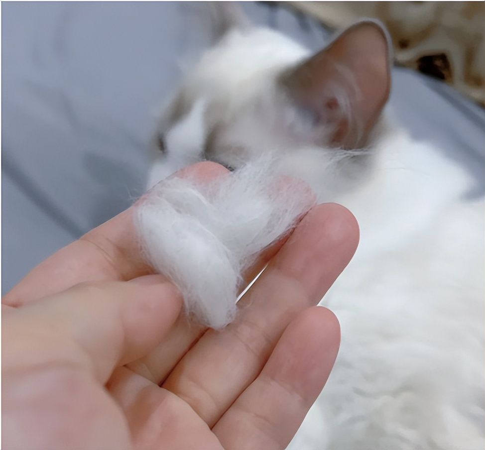 铲屎官身上的猫毛怎么处理,猫咪掉毛铲屎官怎么办