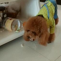 泰迪老了如何正确照顾,养泰迪之前主人得做好心理准备