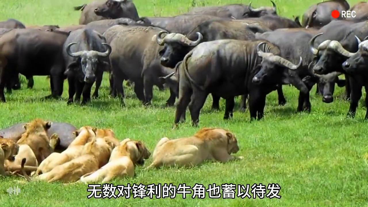 三只雄狮围攻落单水牛,狮群狩猎落单野牛