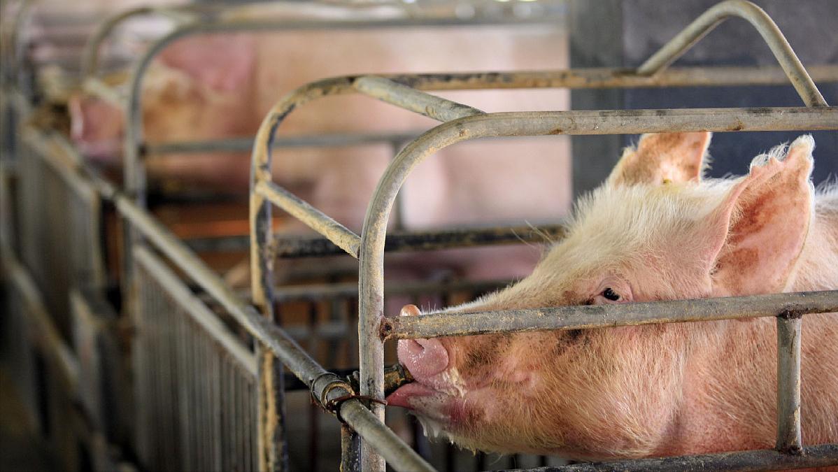 猪价走势以及后市应对措施,猪价新一轮上涨到来警惕三个风险