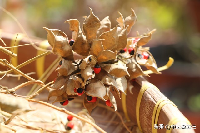 慢性肝炎、肝硬化，六味中药帮你清肝、泄肝。