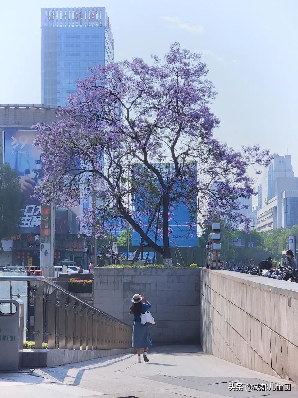 成都武晋路蓝花楹,昆明街头蓝花楹绽放成梦幻花海