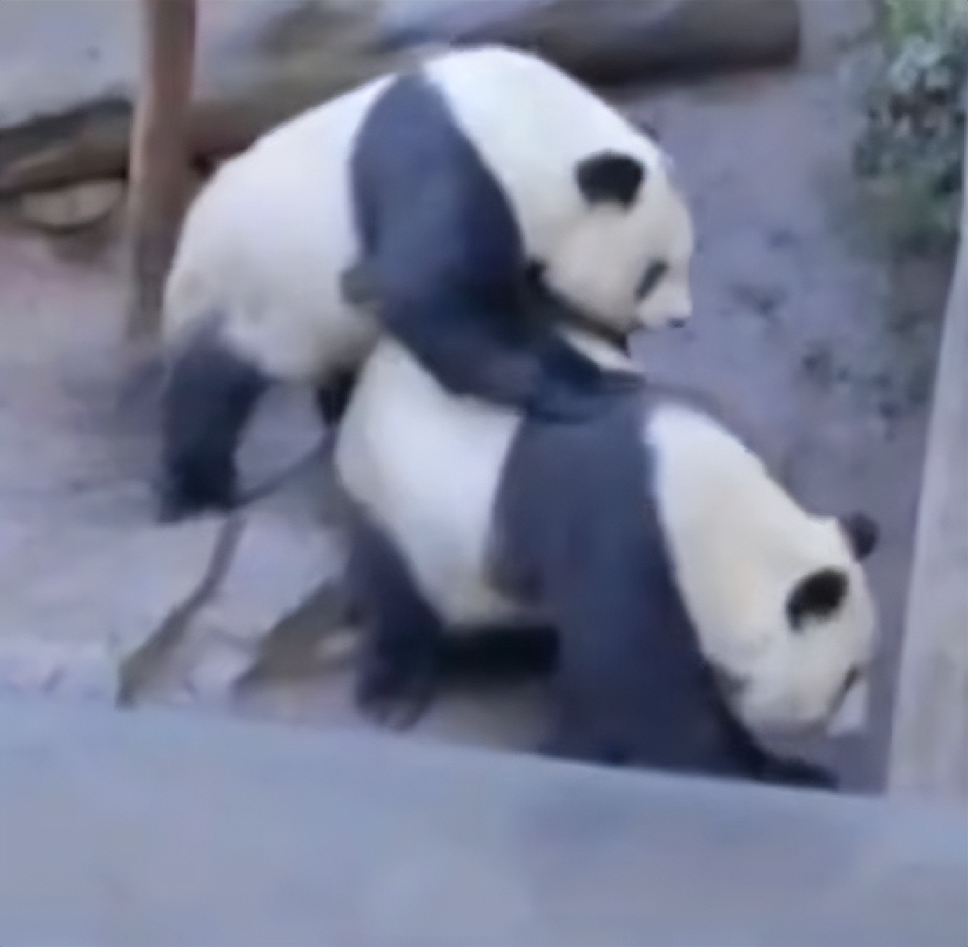 不高的高高和他不白的老婆白云——91年出生的童颜女神大熊猫白云