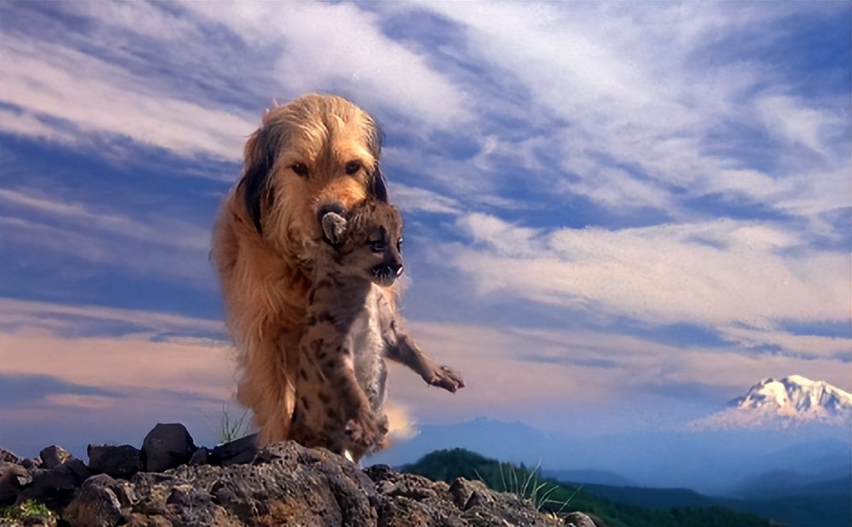电影丛林赤子心影评,电影中的丛林赤子心