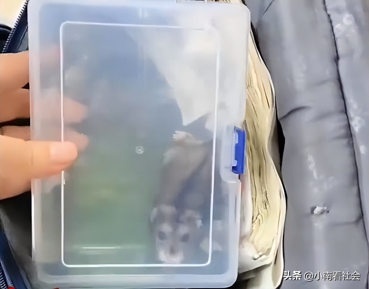 整理儿子书包翻出小仓鼠,儿子书包太乱妈妈整理翻出仓鼠