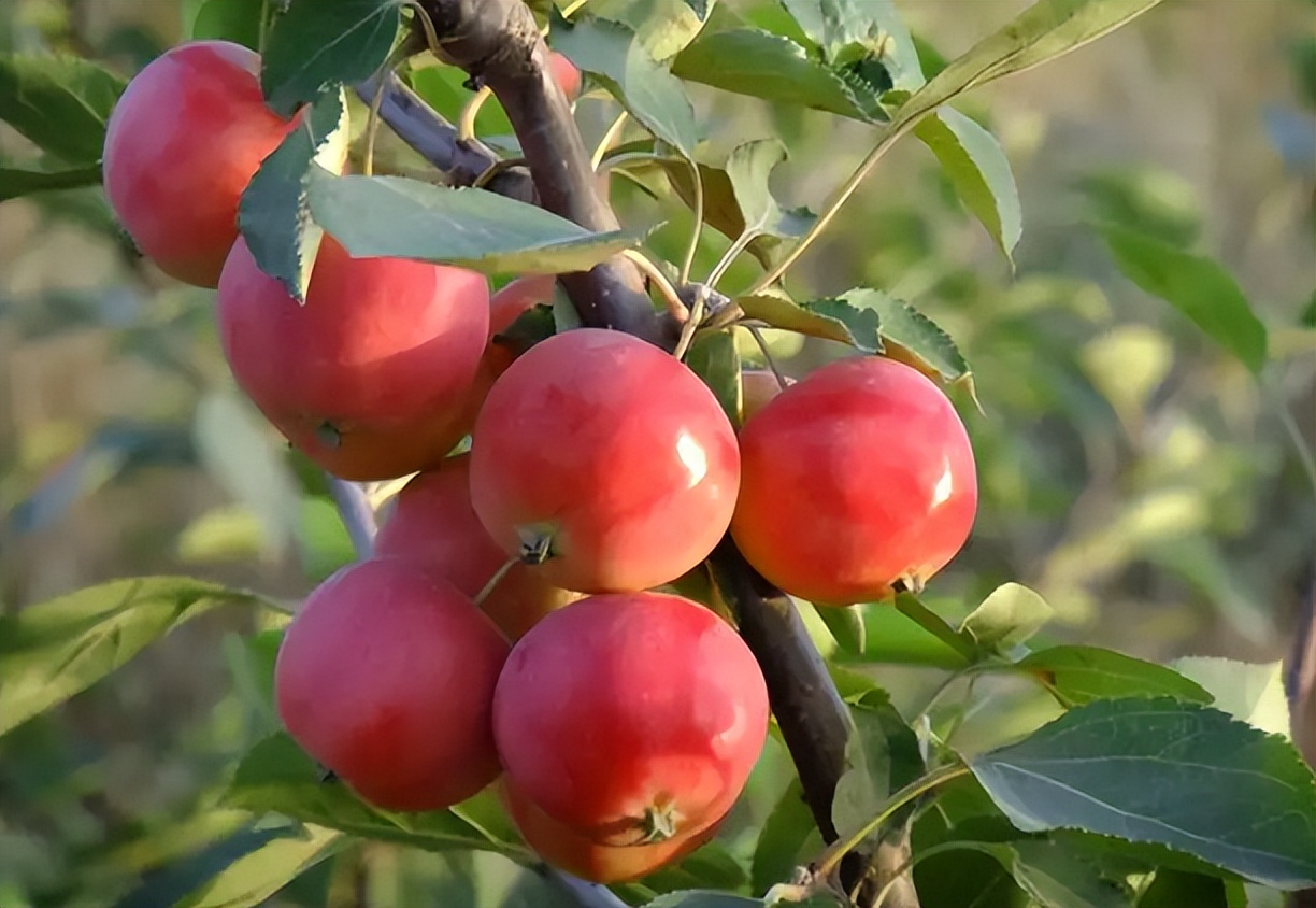 海棠果也叫沙果,海棠果又叫沙果吗