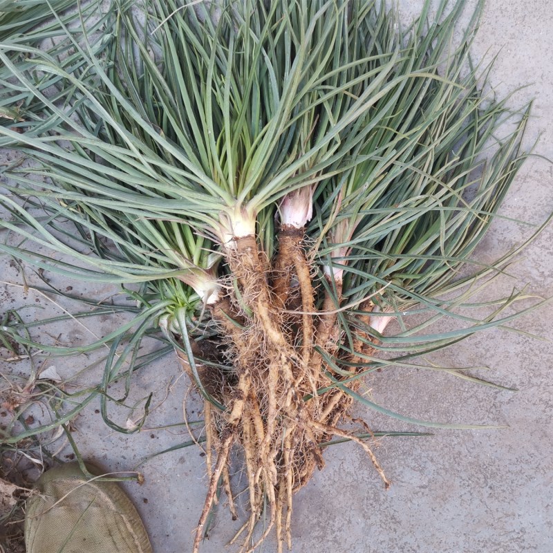 可以吃的野菜大全100种图解,教你认识100种野菜