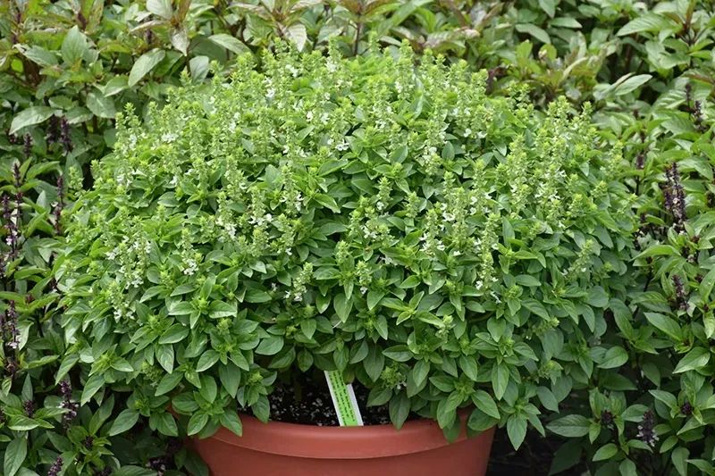 甜罗勒和荆芥 (甜罗勒与九层塔荆芥)