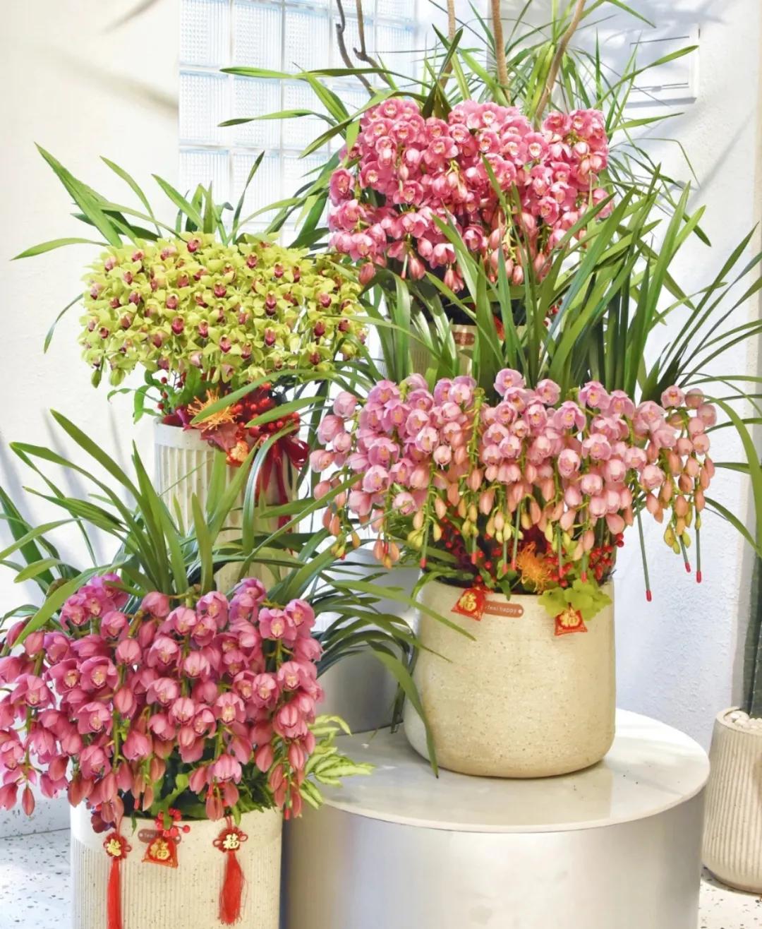 快来看看，兰花的世界真奇妙|壹木星球No.14