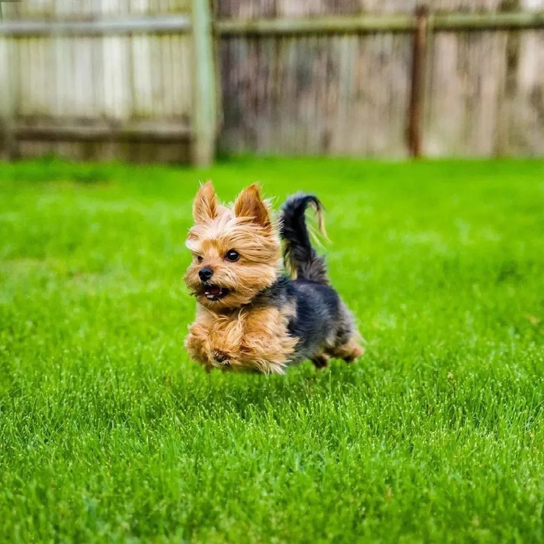 什么狗粮是所有类型狗都吃的,什么是好德牧