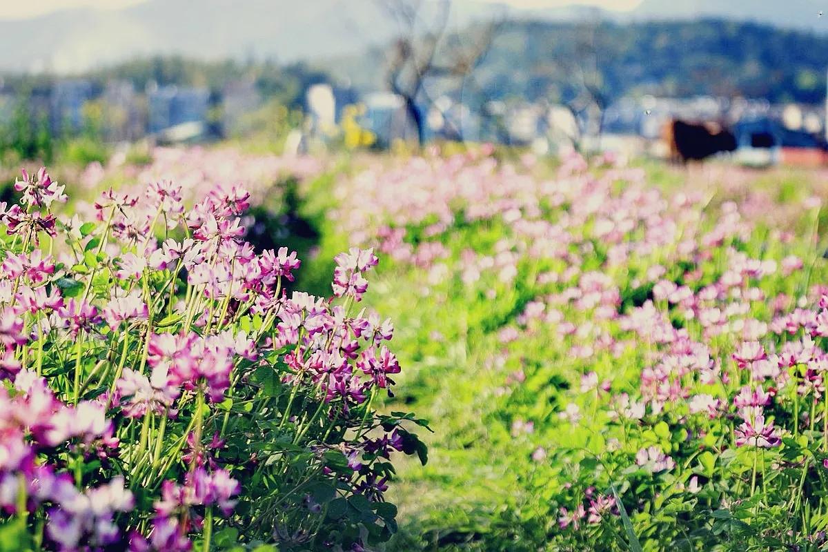 陈风月诗经原文,诗经陈风月出全文注音