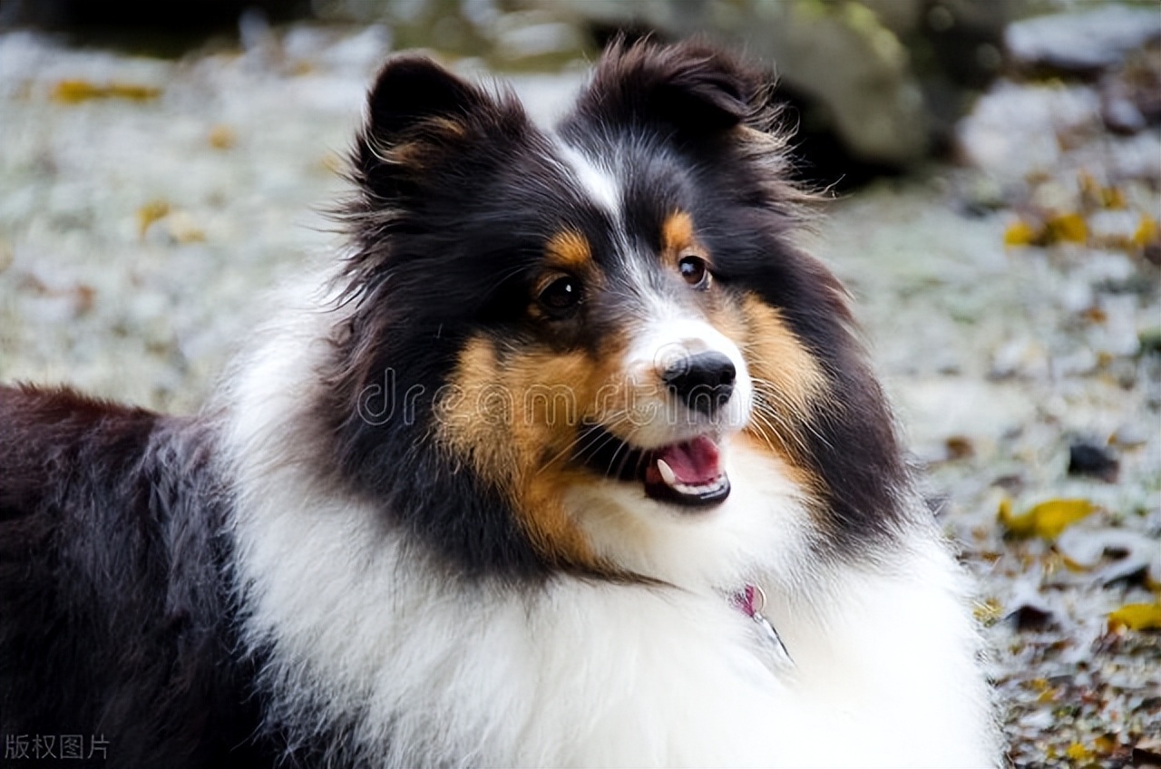 中华田园犬智商最高狗狗排名,宠物狗狗智商比拼top10