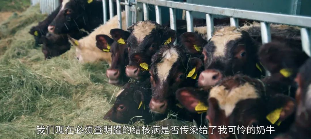 养猪养狗种田真人秀,真人秀十个男生种田