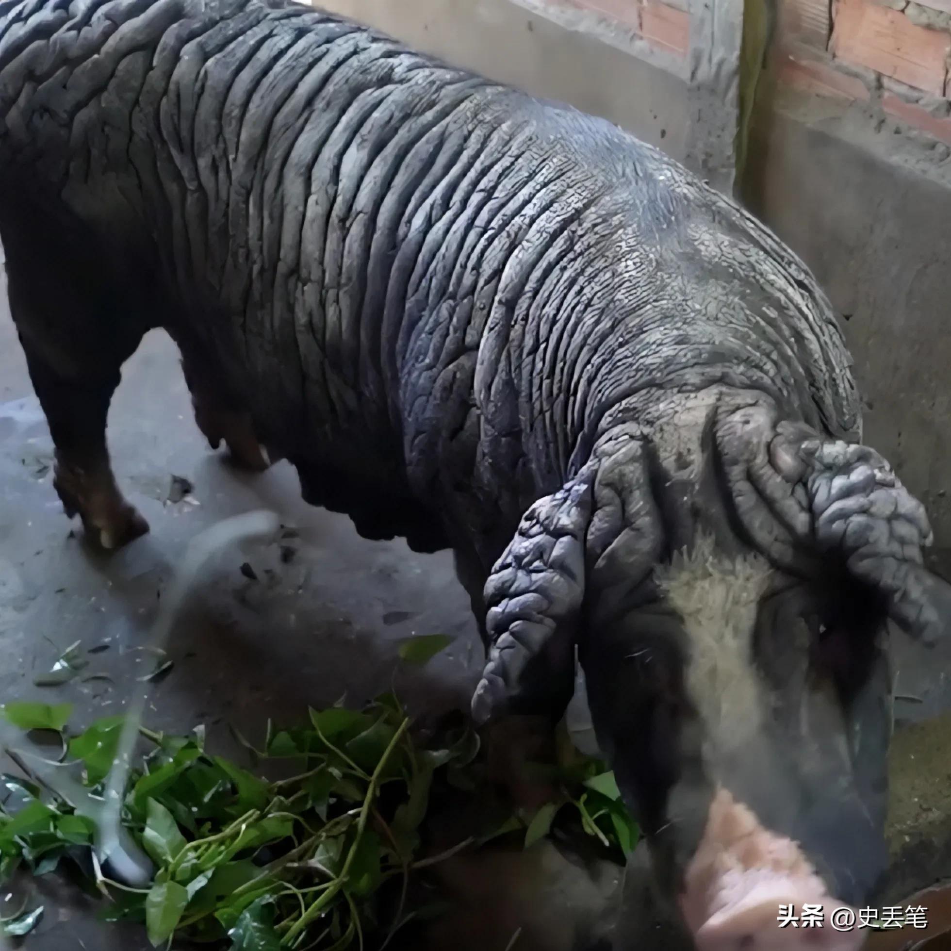 越南大妈家里养了只皱皮老母猪，称低于115万坚决不卖