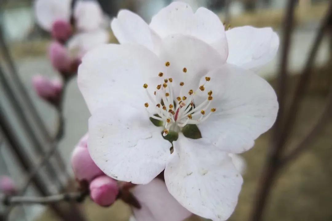 桃核手串保健,桃核手串原料