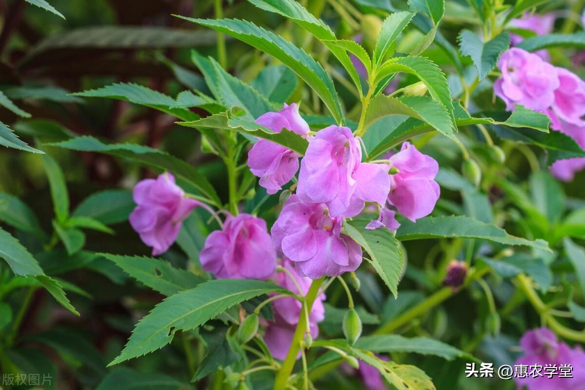 凤仙花播种的步骤,凤仙花播种方法