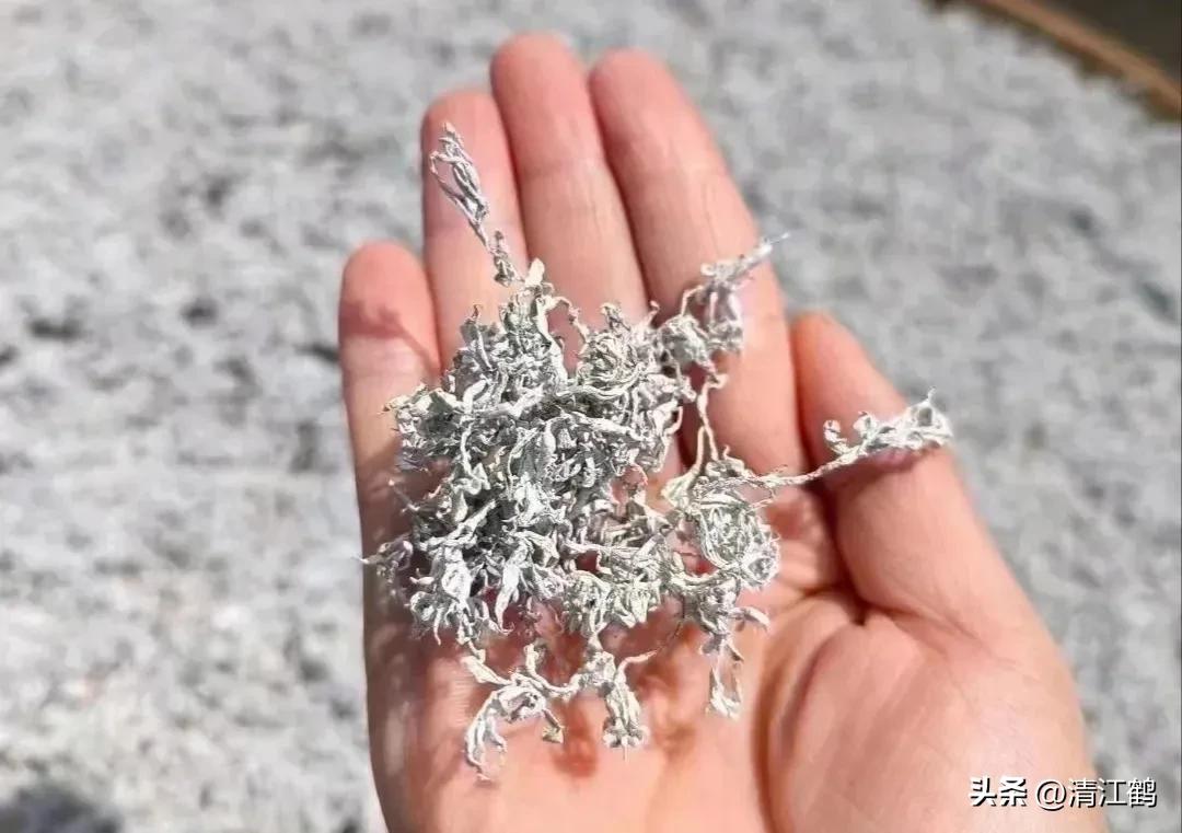 扦插藤茶苗生根的方法,藤茶扦插后不发芽怎么处理